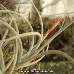 Tillandsia toropiensis