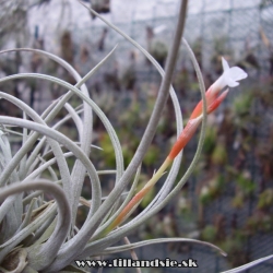 Tillandsia toropiensis