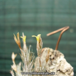 Tillandsia tricholepis aff.