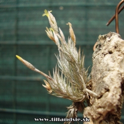 Tillandsia tricholepis aff.