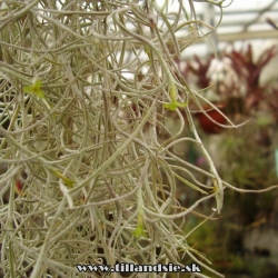 Tillandsia usneoides