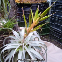 Tillandsia xerographica