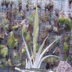 Tillandsia xiphioides