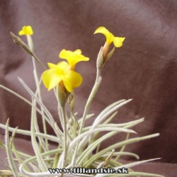 Tillandsia crocata