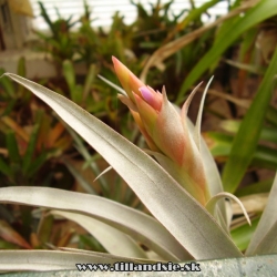 Tillandsia ferreyrae