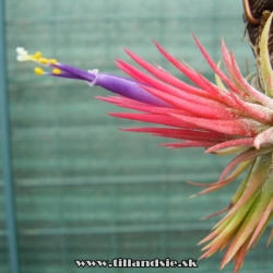 Tillandsia ionantha ,,Fire,,