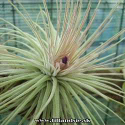 Tillandsia magnusiana