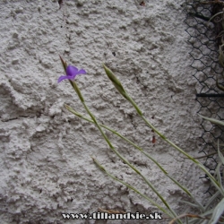 Tillandsia paleacea