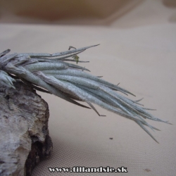 Tillandsia tomekii