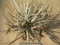 Tillandsia tortilis