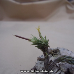 Tillandsia tricholepis