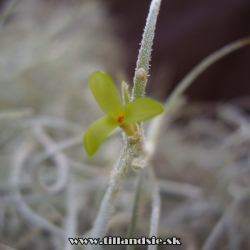 Tillandsia usneoides