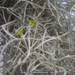 Tillandsia usneoides