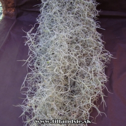 Tillandsia usneoides