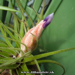 Tillandsia velickiana