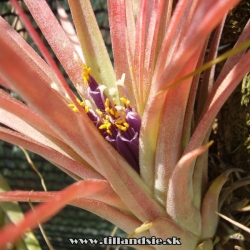 Tillandsia ,,Victoria,,