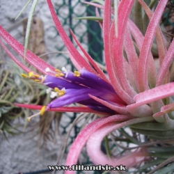 Tillandsia viktoria