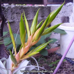 Tillandsia xerographica detail